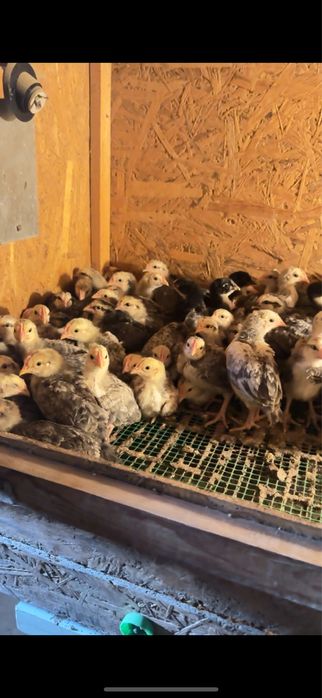 Гигант барвистая