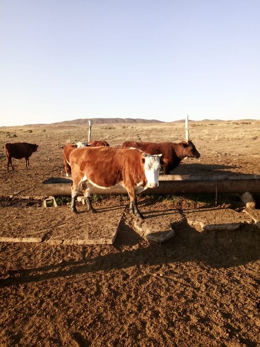 Сыйр семиз жайлауда