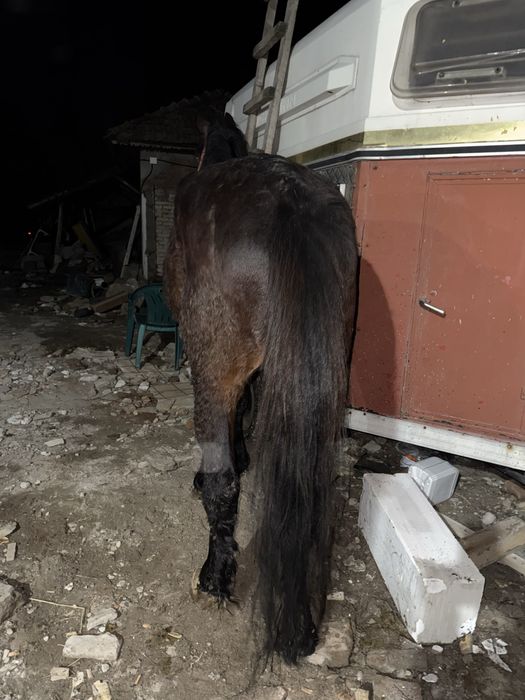 Cal de vanzare talie mare