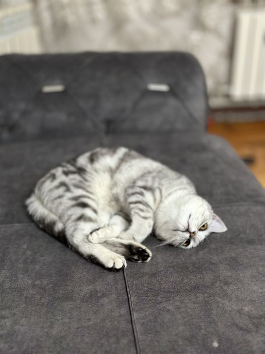 Шотланд мысық сатылады.