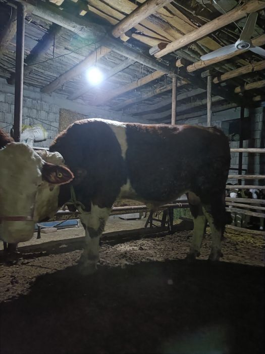 Smental novvos zotdor toza