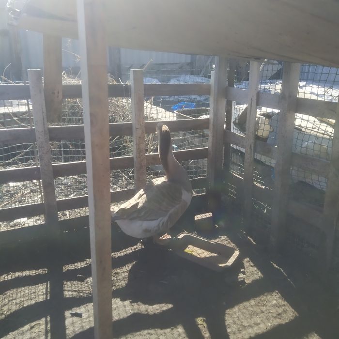 Активные гусаки продам