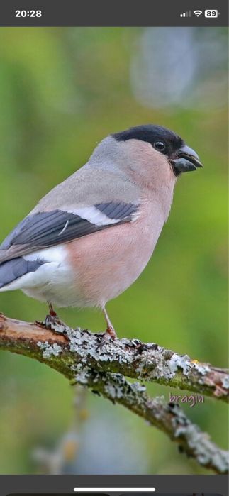 Снегири певчие птицки