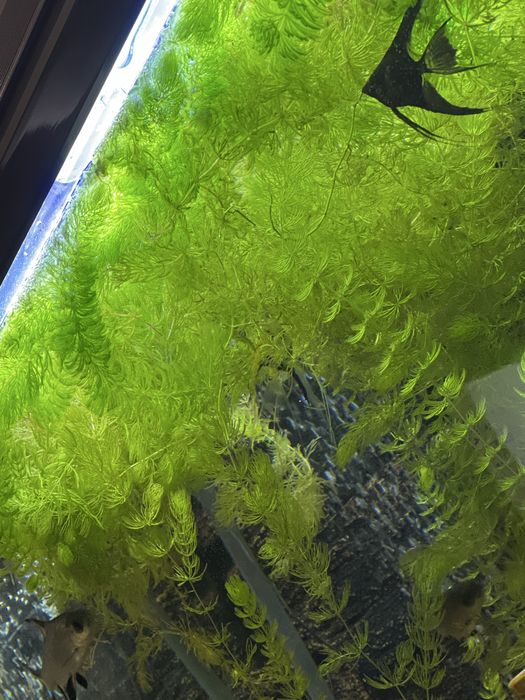 Роголистник для аквариума