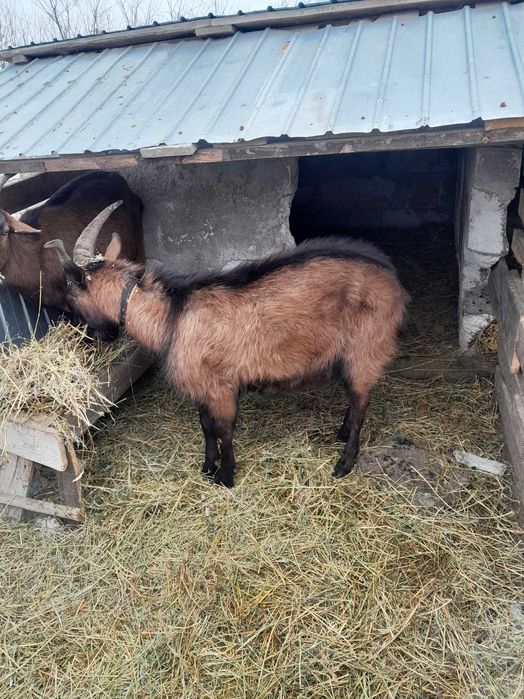 Vand capre rasa alpina