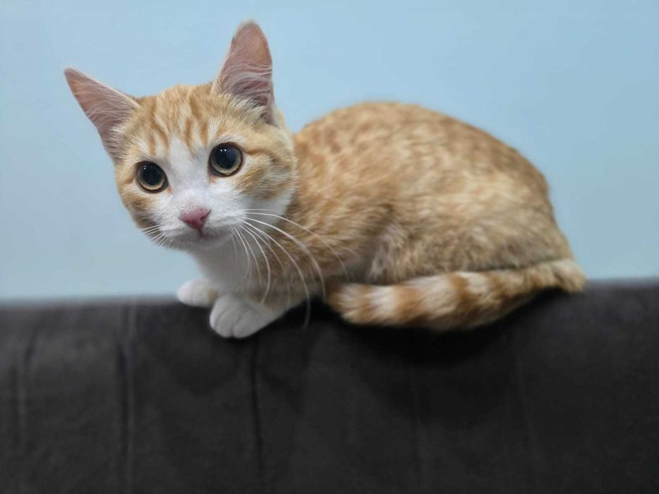 Котенок девочка отдам.