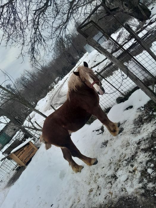 Vând mânz de 2 ani