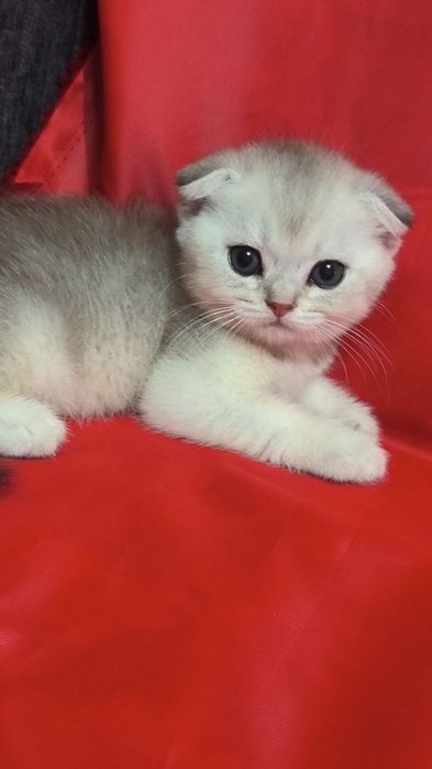 Продам котят вислоушек