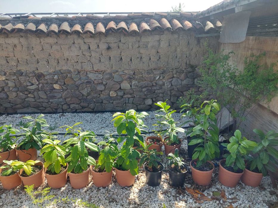 Лавровишна жив плет