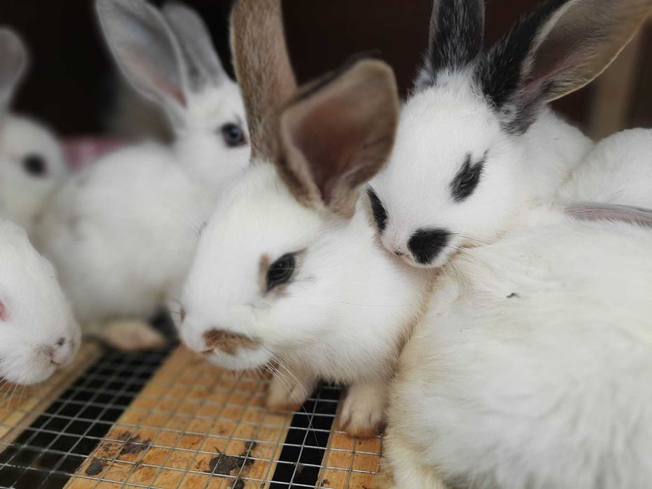 Iepurasi de vânzare