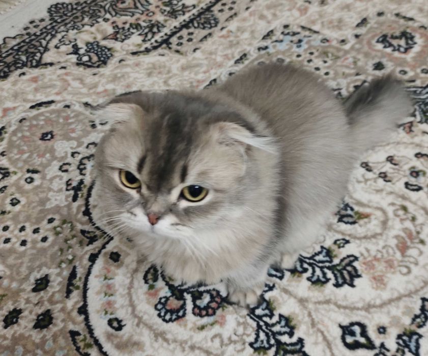 Породистый котенок вислоухий