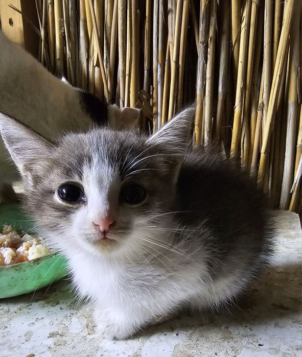 Отдам в хорошие руки котят