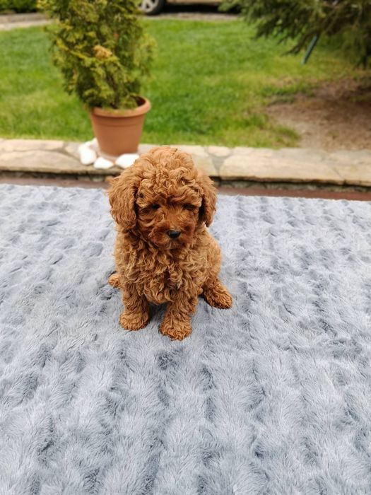 Той Пудел / Toy Poodle