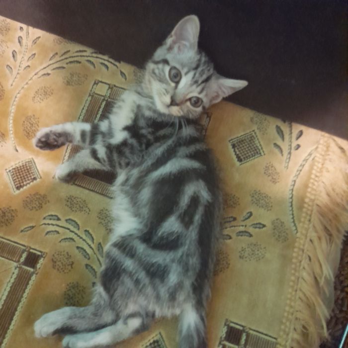 Отдам котенка девочку в добрые руки