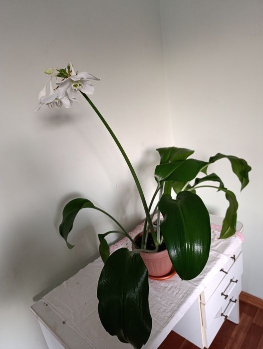 Эухарис , Амазонская лилия.