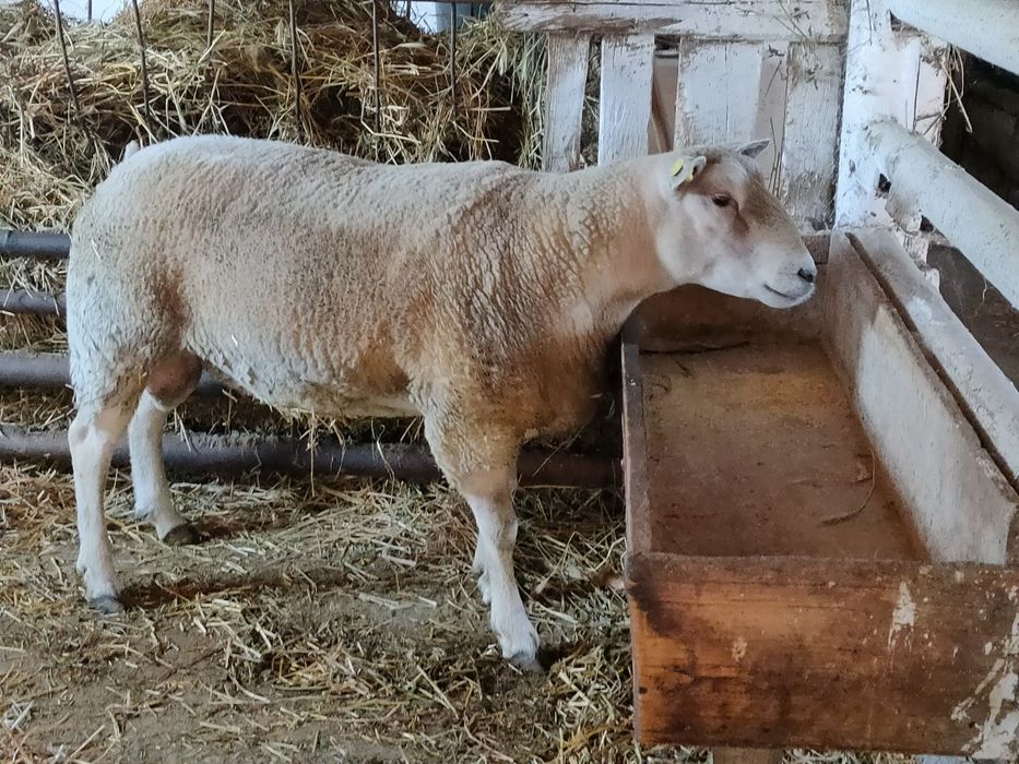 Vand berbec texel