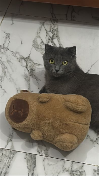 Продаем котенка и кошку