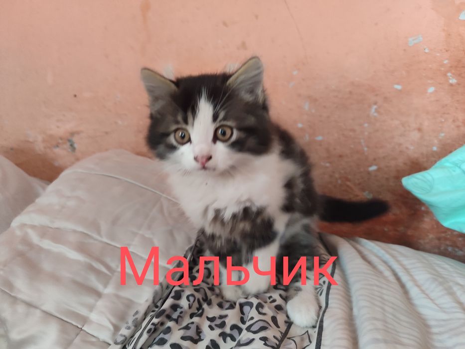 Отдам котят бесплатно
