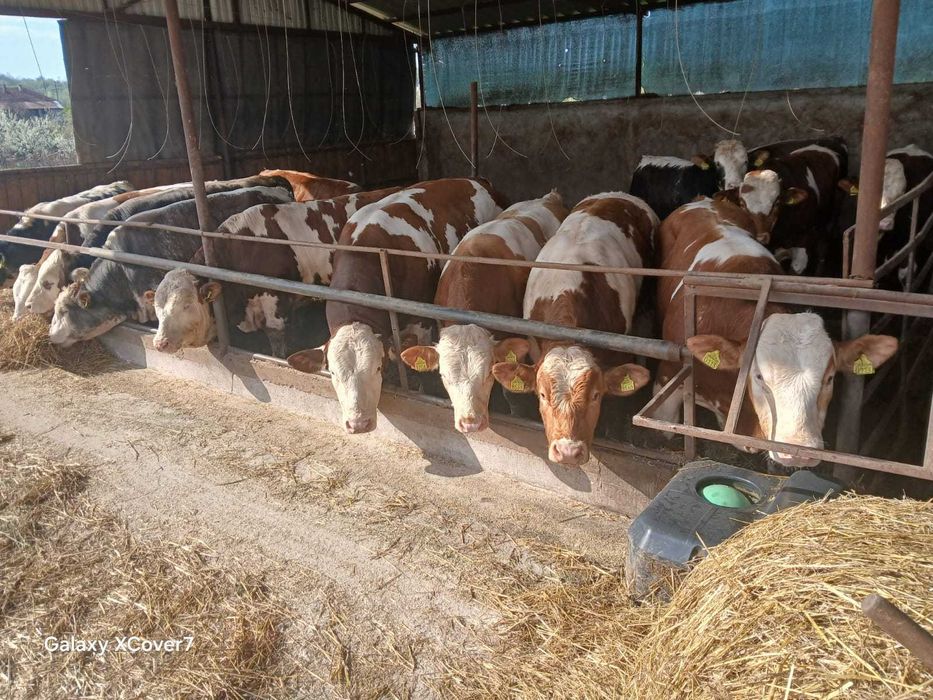 Vand 40 de taurasi, 20 lei + ANAF