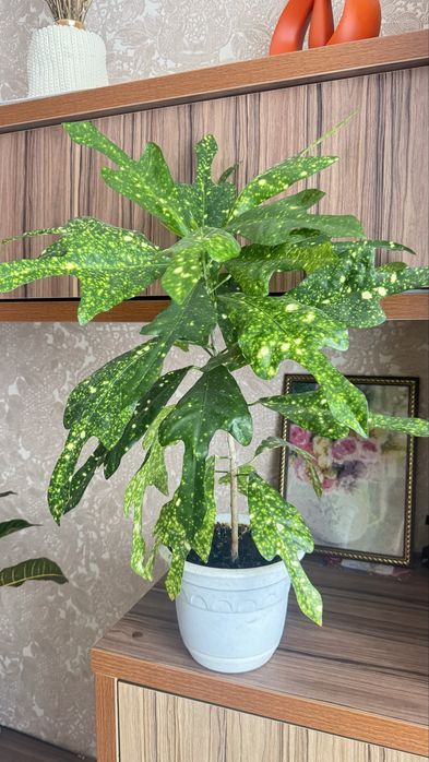 Продам Кротончики