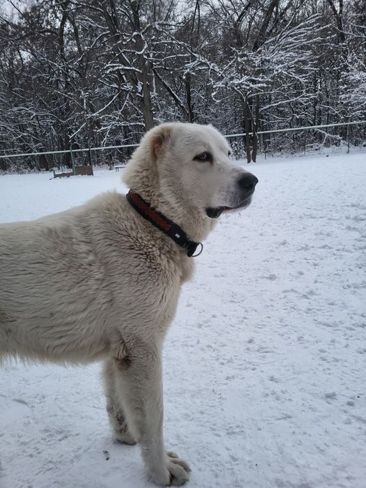 Собака 3 летняя белая алабай