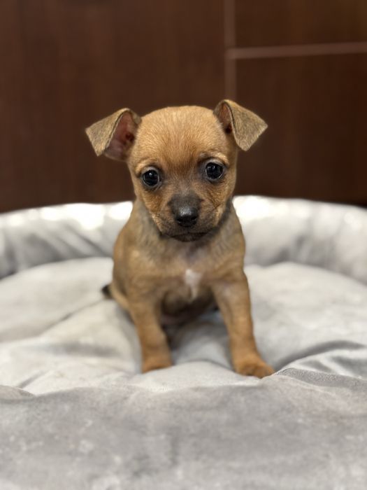 Чихупинчери.