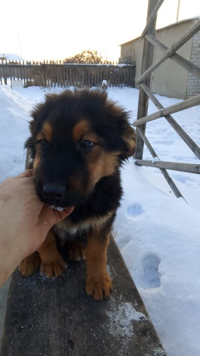 Отдам щенков в добрые руки