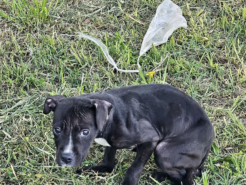 Кученце търси дом