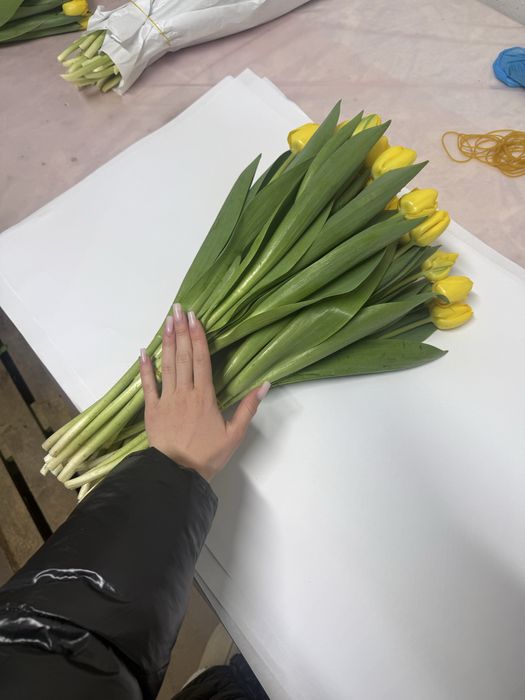 Тюльпаны оптом.