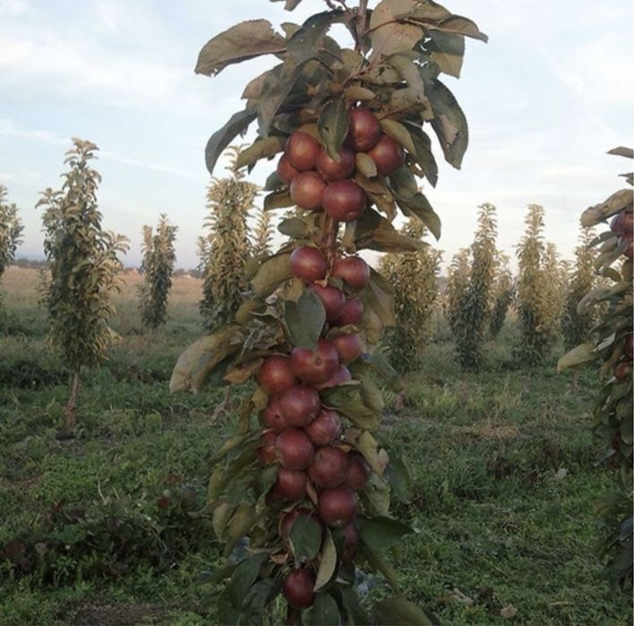 Pomi columnari varietate de soiuri