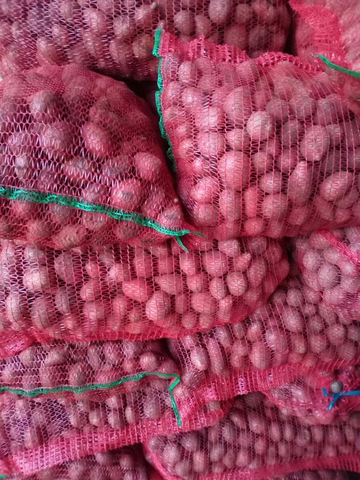 Cartofi de vanzare samanta