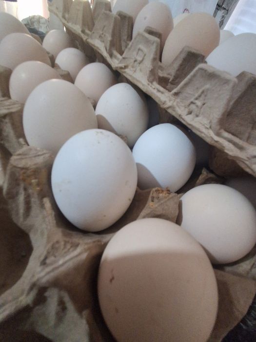 Австролорп мраморный 500тг