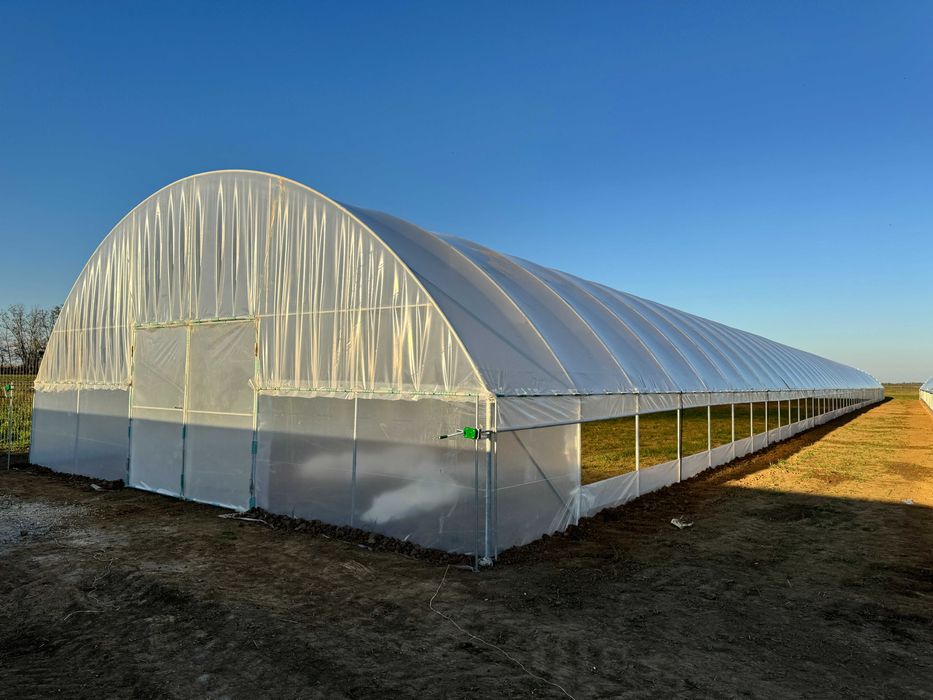 Solare legume , flori