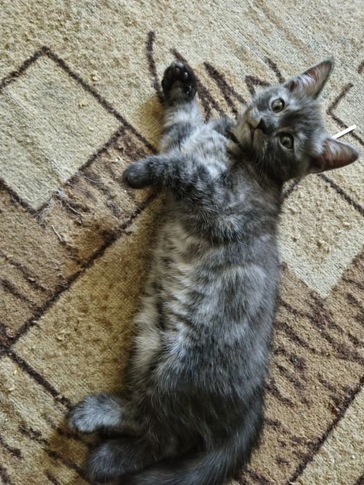 Отдам даром котёнка