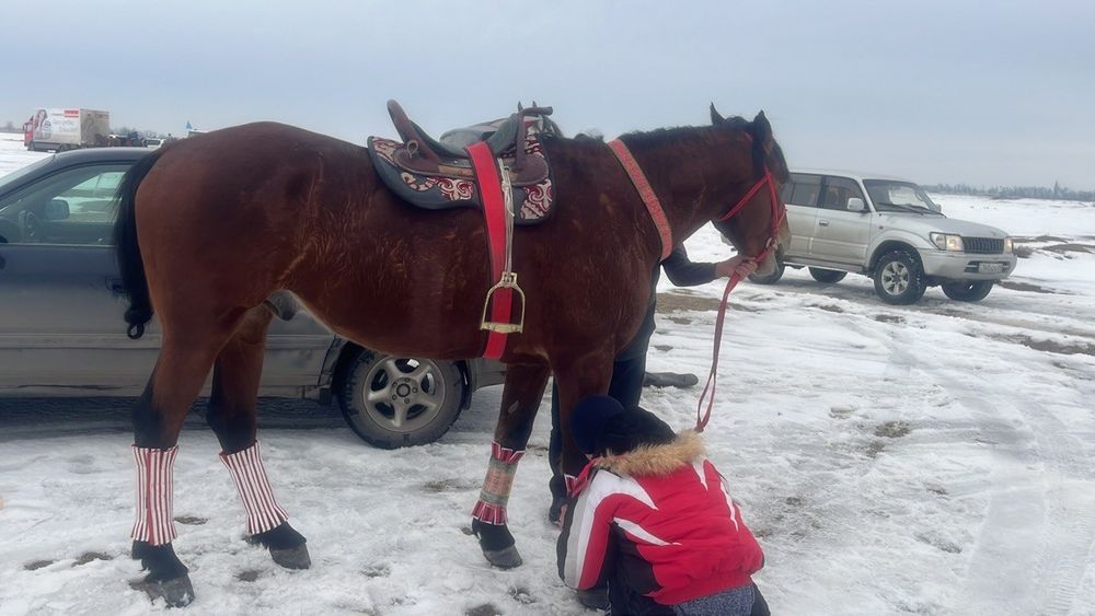 Айгыр шу аяк колы сау
