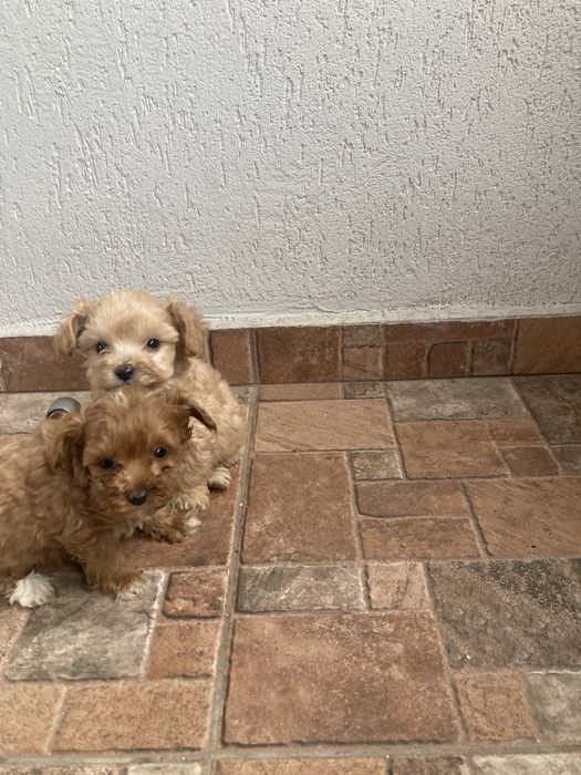 Maltipoo pudel pui