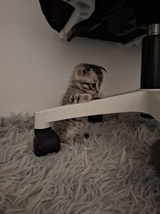 Котёнок шотландский вислоухий