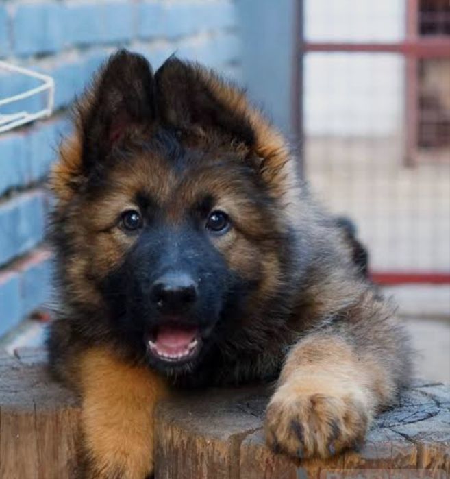 Немецкая овчарка.