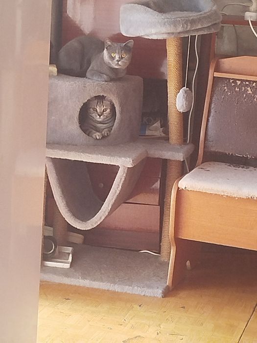 Отдам кошечку в добрые руки