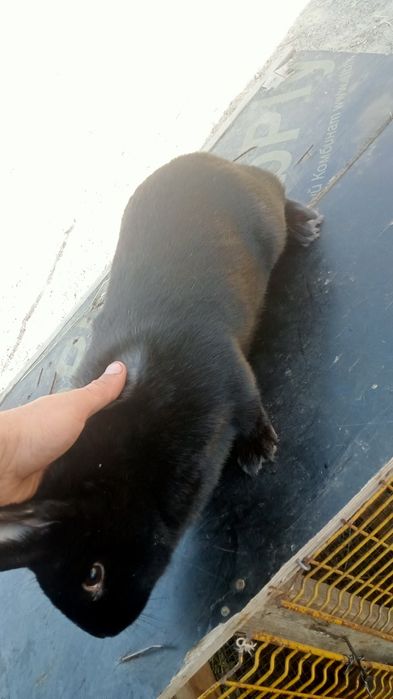 Продаются  кролики