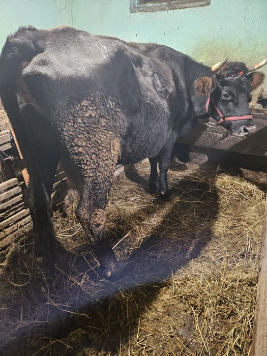 Vaca gestanta cu lapte