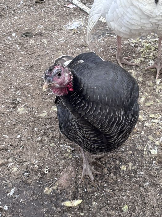 Продам молодых индюков