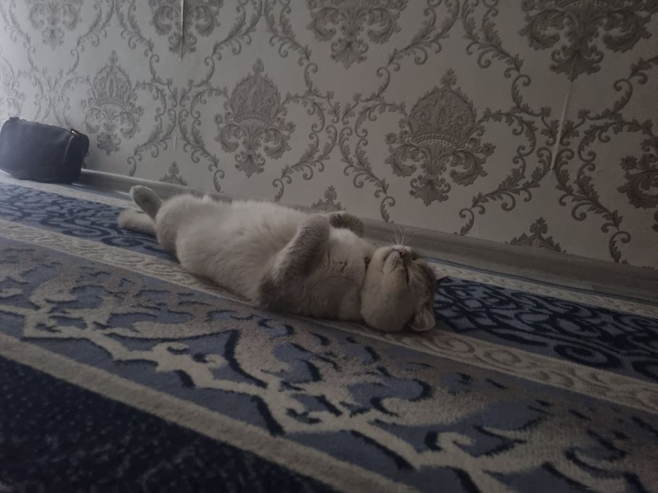 Toza britanskiy shinshilla