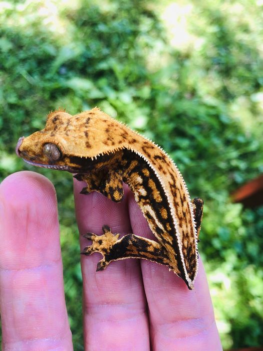 Pui de soparla crested si gargoyle gecko