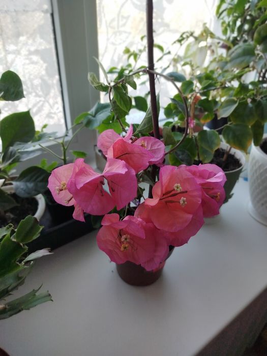 Комнатный цветок бугенвиллия