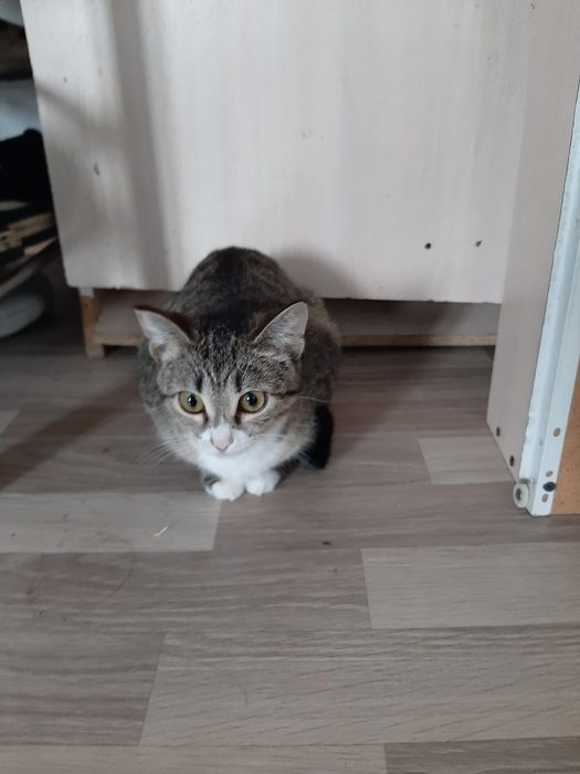 Отдам даром кошку девочку