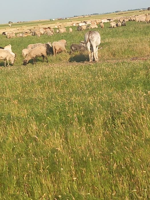 Vând magarita de oi