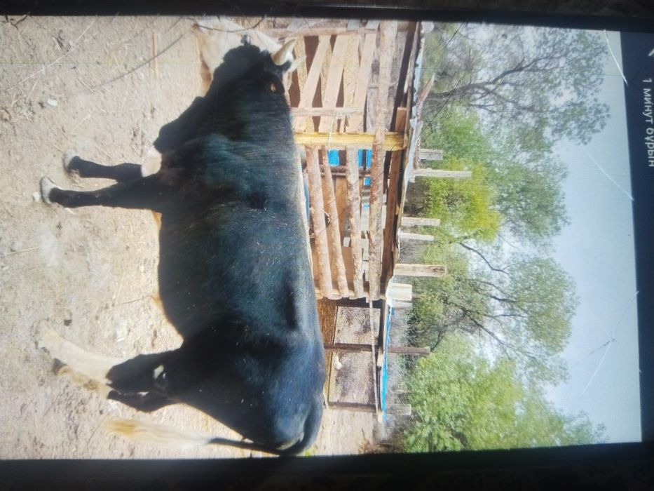 Бука сатылады тез арада 2.5 жасар