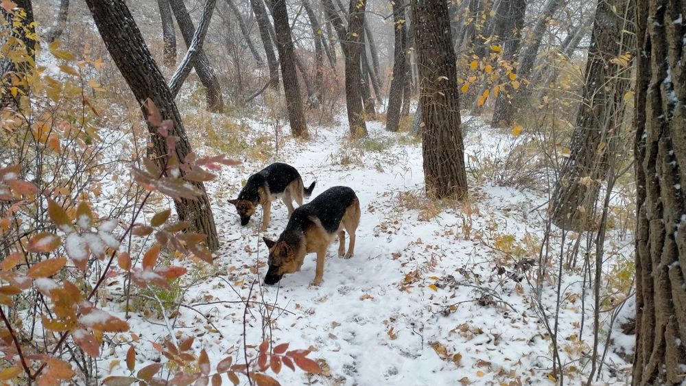 Щенки немецкой овчарки