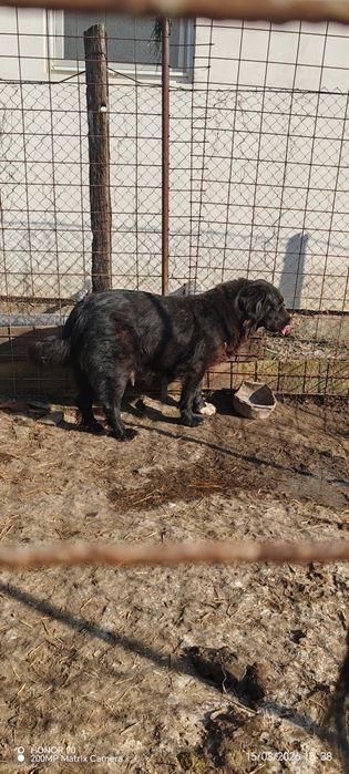 Ciobanesc corb romanesc